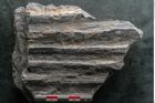 Foto (Detailansicht) von Syringodendron cyclostigma Brongniart (NHMW-GEO-2024-0188-11112)